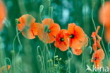 Poppy (Papaver spec.)