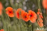 Klaproos (Papaver spec.)