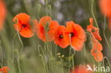 Klaproos (Papaver spec.)