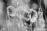 Poppy (Papaver spec.)