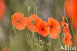 Klaproos (Papaver spec.)