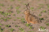 Brown Hare (Lepus europaeus)