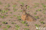 Brown Hare (Lepus europaeus)