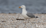 Zilvermeeuw (Larus argentatus)