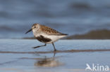 Dunlin (Calidris alpina)