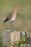 Grutto (Limosa limosa)