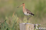 Grutto (Limosa limosa)