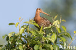 Grutto (Limosa limosa)