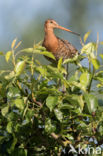 Grutto (Limosa limosa)