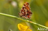 Landkaartje (Araschnia levana)