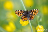 Map Butterfly (Araschnia levana)