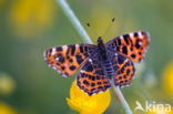 Map Butterfly (Araschnia levana)