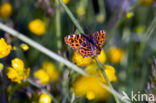 Landkaartje (Araschnia levana)