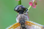 Viervlek (Libellula quadrimaculata)