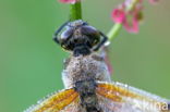 Viervlek (Libellula quadrimaculata)