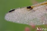 Viervlek (Libellula quadrimaculata)