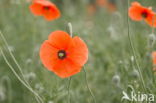 Klaproos (Papaver spec.)