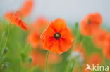 Poppy (Papaver spec.)