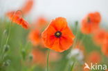 Poppy (Papaver spec.)