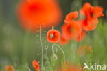 Poppy (Papaver spec.)