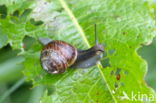 snail