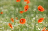 Klaproos (Papaver spec.)