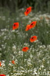 Klaproos (Papaver spec.)