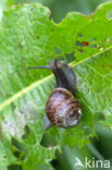 snail