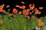 Poppy (Papaver spec.)