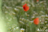 Poppy (Papaver spec.)