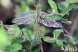 Emperor Dragonfly (Anax imperator)