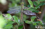 Emperor Dragonfly (Anax imperator)