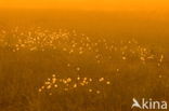 Common Cottongrass (Eriophorum angustifolium)