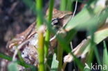 Common Frog (Rana temporaria)