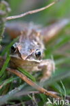 Common Frog (Rana temporaria)