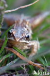 Common Frog (Rana temporaria)