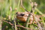 Bruine kikker (Rana temporaria)