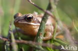 Bruine kikker (Rana temporaria)