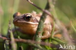 Bruine kikker (Rana temporaria)