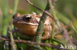 Bruine kikker (Rana temporaria)