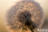 Common Dandelion (Taraxacum officinale)
