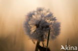 Gewone paardenbloem (Taraxacum officinale)