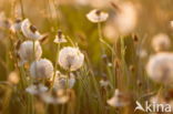 Common Dandelion (Taraxacum officinale)