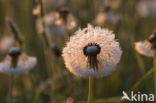 Common Dandelion (Taraxacum officinale)