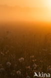 Gewone paardenbloem (Taraxacum officinale)