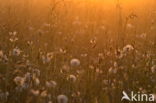 Gewone paardenbloem (Taraxacum officinale)