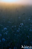 Gewone paardenbloem (Taraxacum officinale)