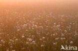 Common Dandelion (Taraxacum officinale)