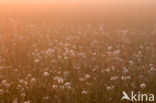 Gewone paardenbloem (Taraxacum officinale)