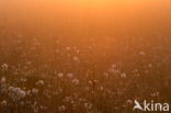 Common Dandelion (Taraxacum officinale)